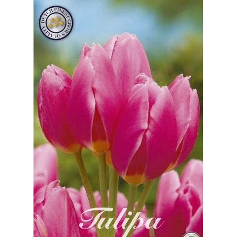 Tulpan Happy Family 7-pack